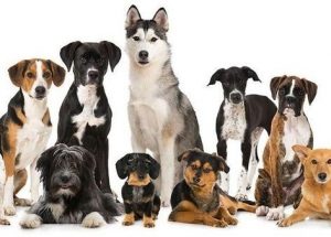 The Different Dog Breeds