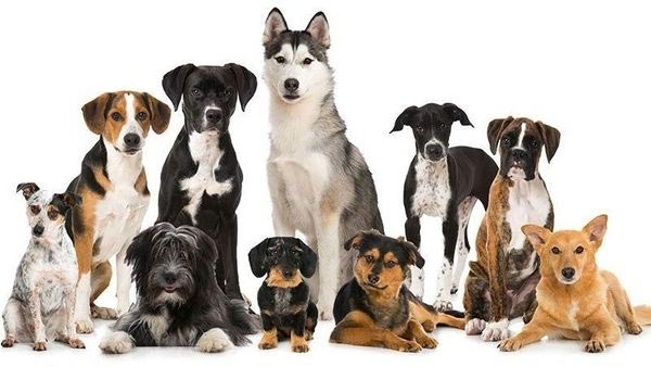 The Different Dog Breeds