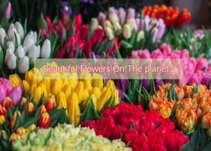 Top 5 Most Beautiful Flowers On The planet