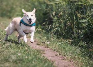 How Fast Do Dogs Really Run?