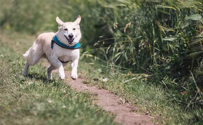 How Fast Do Dogs Really Run?
