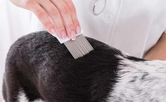 Can Dogs Get Lice?