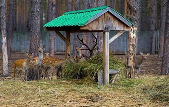 homemade deer feeder