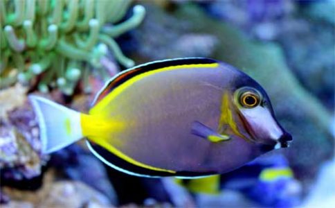 Do You Want to Know What Kind of Fish is Dory in Finding Nemo? – Spark ...