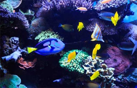 Do You Want to Know What Kind of Fish is Dory in Finding Nemo? – Spark ...