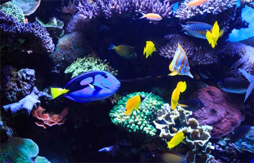 Do You Want to Know What Kind of Fish is Dory in Finding Nemo? – Spark ...