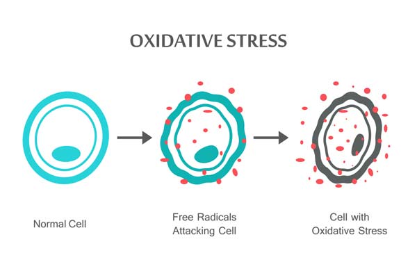 how to reduce oxidative stress