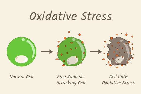 oxidative stress with antioxidants