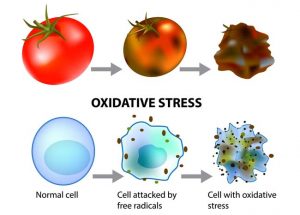 Stay Away From oxidative Stress with Some Easy tricks