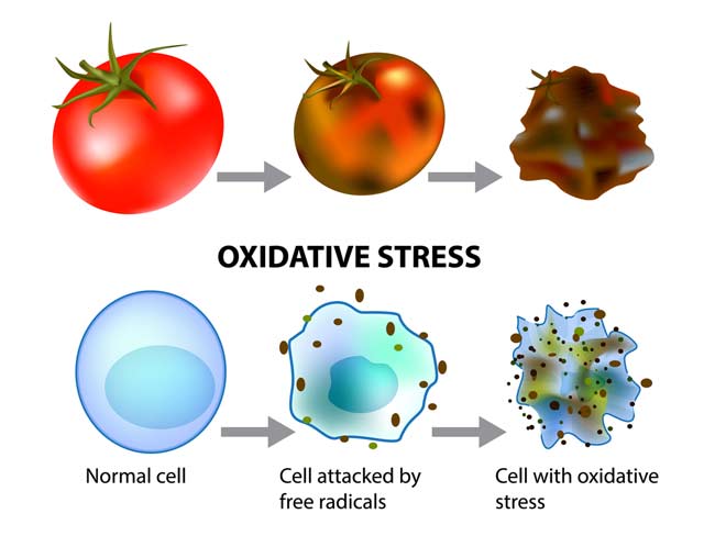 Stay Away From oxidative Stress with Some Easy tricks