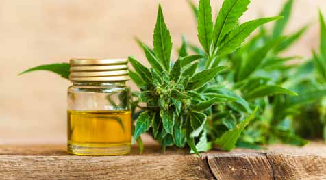 What is CBD Oil