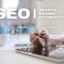How to Find the Best SEO Backlink Company for Your Needs