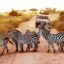 Guide For Tanzania Safaris & Tours